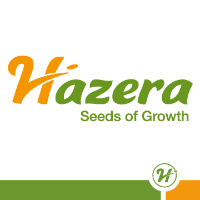 Фото 2 - Сати F1 капуста белокочанная Hazera 2500 семян