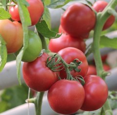Фото 1 - Пинк Шайн F1 томат индетерминантный Enza Zaden 500 семян