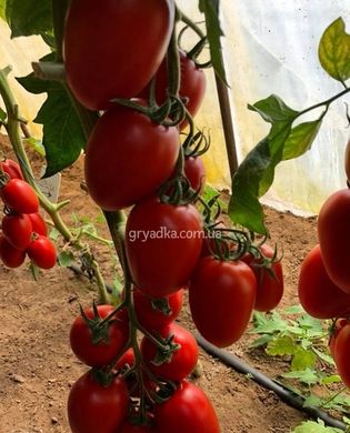 Фото 2 - Эльза F1 томат индетерминантный Spark Seeds 250 семян