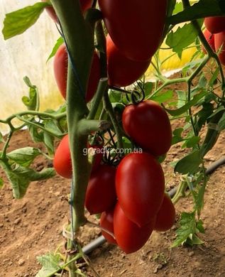 Фото 1 - Эльза F1 томат индетерминантный Spark Seeds 250 семян