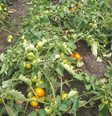 Фото 2 - Солероссо F1 томат промышленный Nunhems 1000 семян