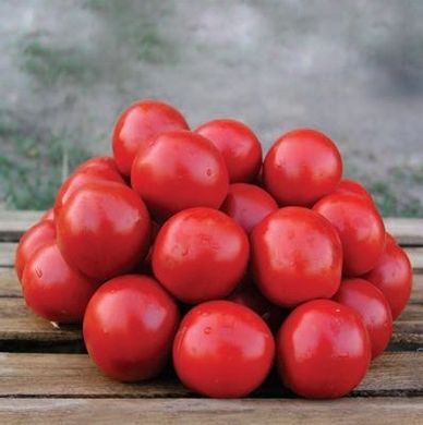 Фото 1 - Солероссо F1 томат промышленный Nunhems 1000 семян