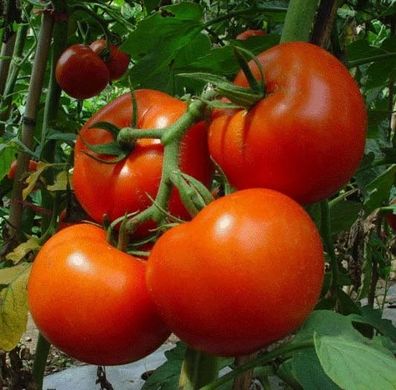 Фото 1 - Бобкат F1 томат детерминантный Syngenta 1000 семян
