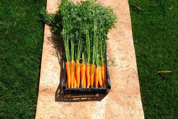 Фото 4 - Вікторія F1 морква тип Шантане Seminis 0,5 кг