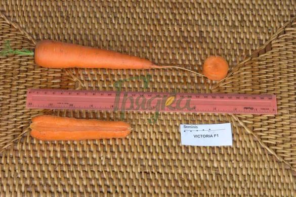 Фото 5 - Вікторія F1 морква тип Шантане Seminis 0,5 кг