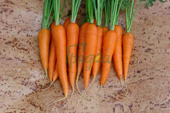 Фото 6 - Вікторія F1 морква тип Шантане Seminis 0,5 кг