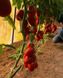 Эльза F1 томат индетерминантный Spark Seeds 250 семян