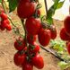 Эльза F1 томат индетерминантный Spark Seeds 250 семян