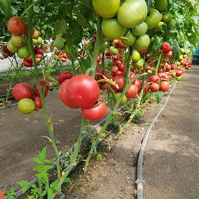 Фото 3 - Пинк Айди (ID) F1 томат индетерминантный Seminis 500 семян
