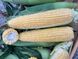 Світ Лакі F1 кукурудза супер солодка Spark Seeds 2 500 насінин