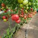 Пинк Айди (ID) F1 томат индетерминантный Seminis 500 семян
