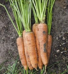 Фото 1 - Скарла морква пізня тип Флакке Clause 500 грам