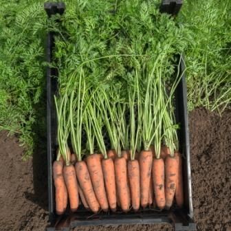 Фото 1 - Нарбонне F1 морква тип Нантський Bejo Zaden 1,6-1,8 мм, 100 тис. насінин