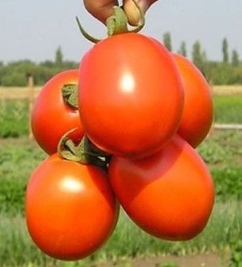Фото 1 - Форсаж F1 томат детерминантный Clause 1000 семян
