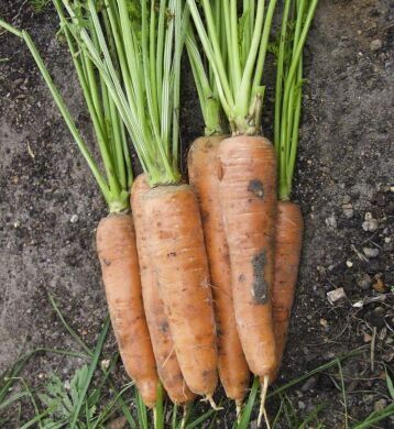 Фото 1 - Скарла морква пізня тип Флакке Clause 500 грам