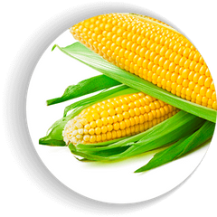 Фото 1 - Джамала F1 кукуруза супер сладкая Мнагор 1000 семян