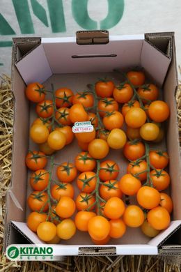 Фото 7 - Нессі (КС 1549) F1 томат індетермінантний черрі Kitano Seeds 100 насінин