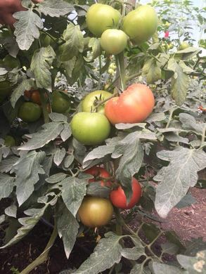 Фото 5 - Тобольск F1 томат ранний Bejo Zaden 250 семян