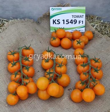 Фото 1 - Нессі (КС 1549) F1 томат індетермінантний черрі Kitano Seeds 100 насінин