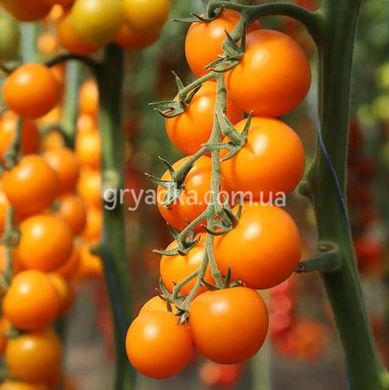 Фото 2 - Нессі (КС 1549) F1 томат індетермінантний черрі Kitano Seeds 100 насінин