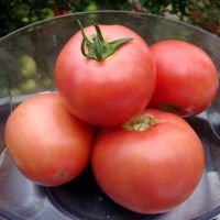 Фото 1 - VP-2 F1 (ВП-2) томат индетерминантный Hazera 250 семян