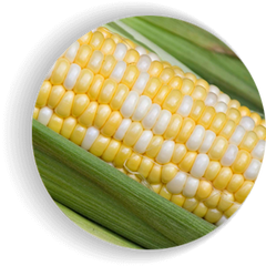 Фото 1 - Мраморная F1 кукуруза супер сладкая Мнагор 1000 семян