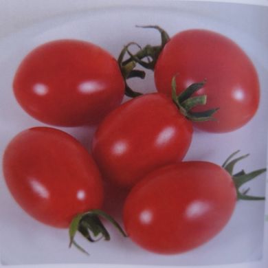 Фото 2 - КС 3640 (KS 3640) F1 томат черрі детермінантний Kitano Seeds 250 насінин