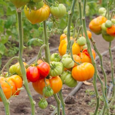Фото 2 - Мадрид F1 томат индетерминантный Clause 250 семян