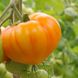 Мадрид F1 томат индетерминантный Clause 250 семян