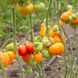 Мадрид F1 томат индетерминантный Clause 250 семян