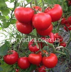 Фото 1 - Леда F1 томат напівдетермінантний Yuksel Tohum 500 насінин