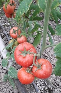 Фото 6 - Панекра F1 томат индетерминантный Syngenta 500 семян