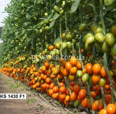 Фото 2 - Бенігара (КС 1430) F1 томат індетермінантний Kitano Seeds 250 насінин