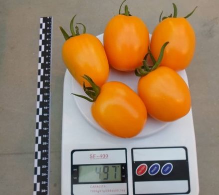 Фото 5 - Бенігара (КС 1430) F1 томат індетермінантний Kitano Seeds 250 насінин