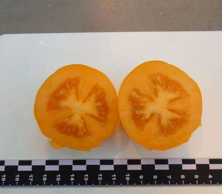 Фото 8 - Бенігара (КС 1430) F1 томат індетермінантний Kitano Seeds 250 насінин