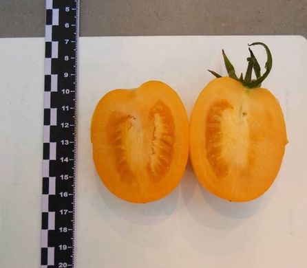 Фото 7 - Бенігара (КС 1430) F1 томат індетермінантний Kitano Seeds 250 насінин
