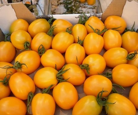 Фото 6 - Бенігара (КС 1430) F1 томат індетермінантний Kitano Seeds 250 насінин
