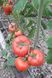 Панекра F1 томат индетерминантный Syngenta 500 семян