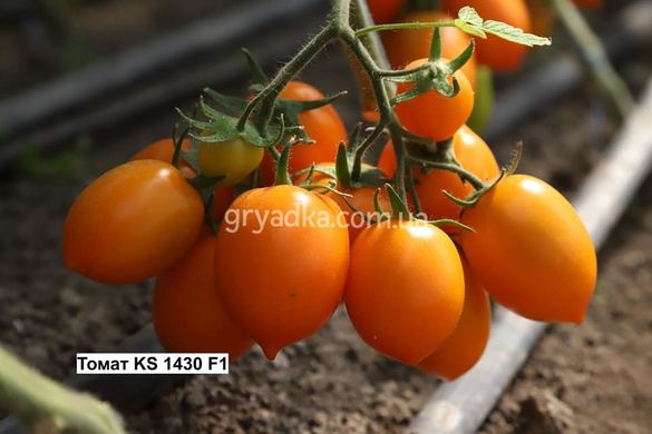 Фото 3 - Бенігара (КС 1430) F1 томат індетермінантний Kitano Seeds 250 насінин