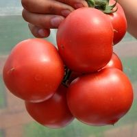 Фото 1 - Пинк Джаз F1 томат индетерминантный Hazera 500 семян