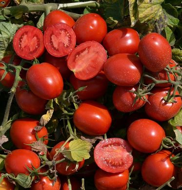 Фото 1 - 1015 F1 томат детерминантный Heinz 500 семян
