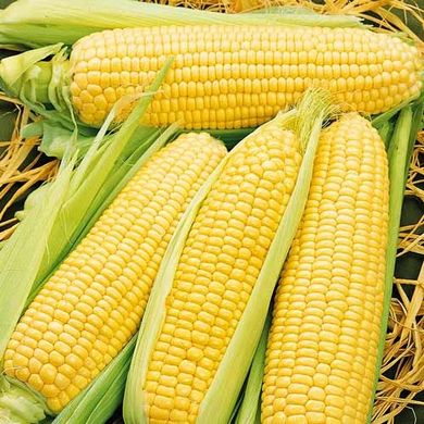Фото 1 - Спирит F1 кукуруза сладкая Syngenta 100 000 семян