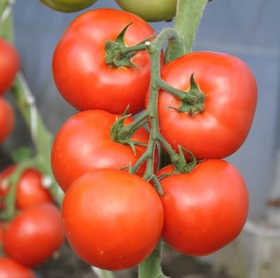 Фото 1 - Абелус F1 томат индетерминантный Rijk Zwaan 100 семян