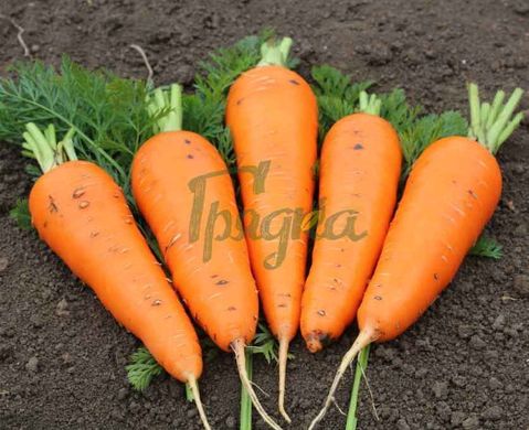 Фото 2 - СВ 3118 F1 морква рання Seminis 1.4-1.6, 200 тис. насінин