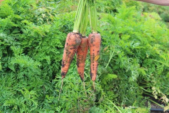 Фото 1 - СВ 3118 F1 морковь ранняя Seminis 1.4-1.6, 200 тыс. семян