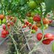 Этерей F1 томат индетерминантный Seminis 250 семян