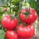 Азия F1 томат индетерминантный Yuksel Tohum 100 семян