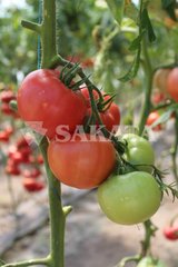 Фото 1 - Пинк Мун F1 томат индетерминантный Sakata 250 семян