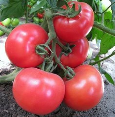 Фото 1 - Китару F1 (KS/КС 14 F1) томат индетерминантный Kitano Seeds 1000 семян