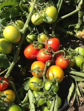 Фото 6 - 1855 F1 томат детермінантний Lark Seeds 500 насінин